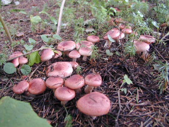 天然キノコ サクラシメジ - 食品