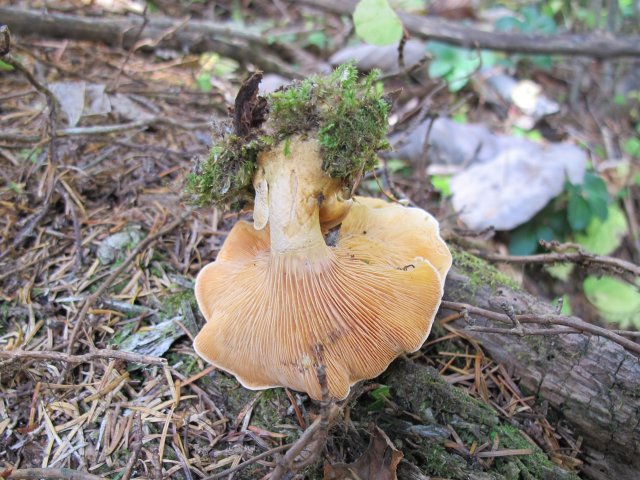 1890 年　大判キノコのプリント　ヒロハアンズタケ 札幌近郊のきのこ